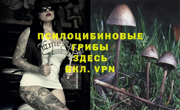 стафф Арсеньев